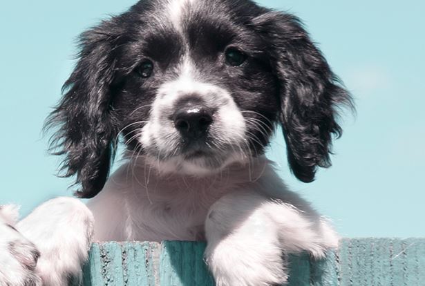 Finance Pet