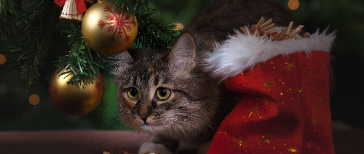 Pet Stocking Fillers